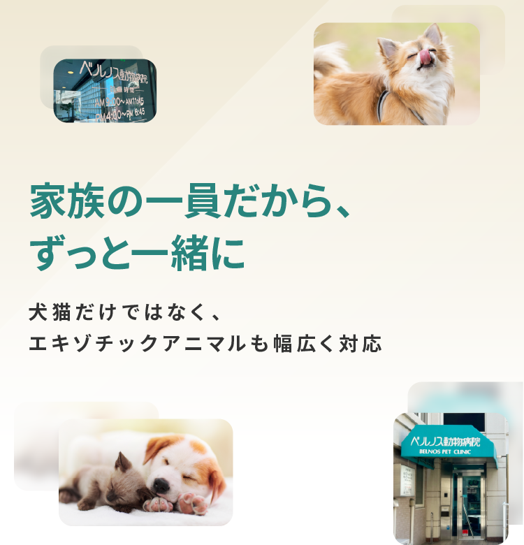 新小岩で開院30年の信頼と実績 飼い主さまに徹底的に寄り添う動物病院 犬猫だけではなく、エキゾチックアニマルも幅広く対応