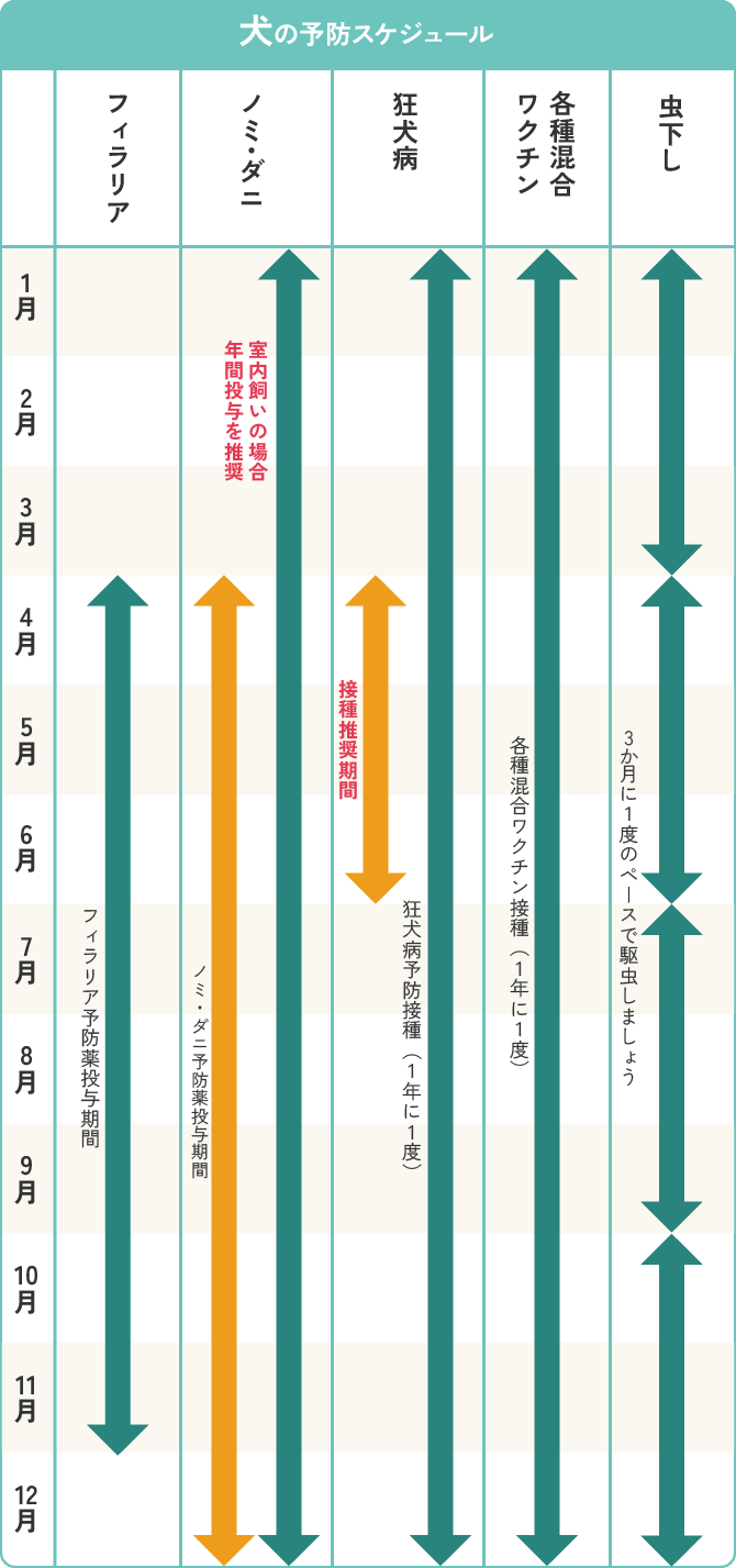 犬の予防接種年間スケジュール