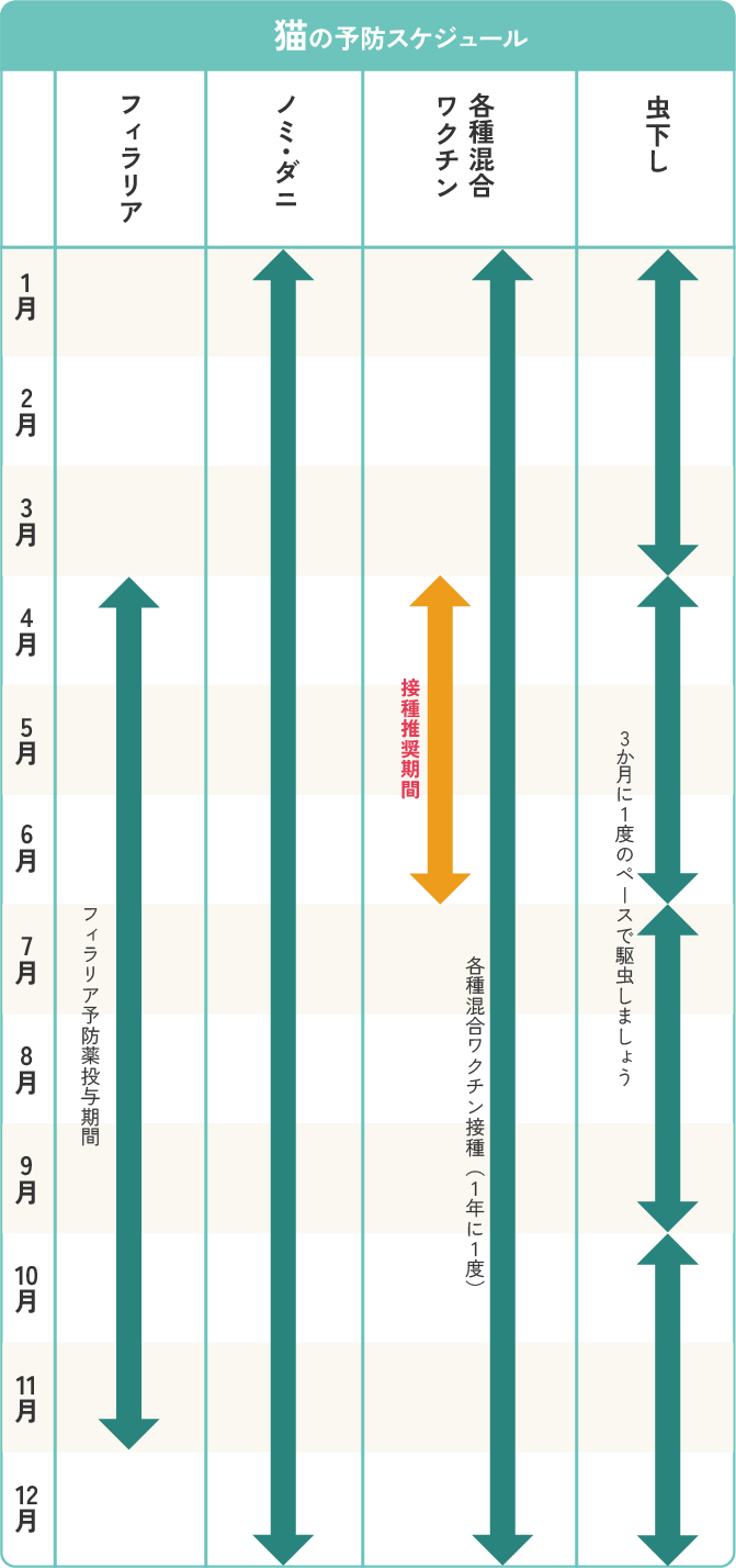 猫の予防接種年間スケジュール